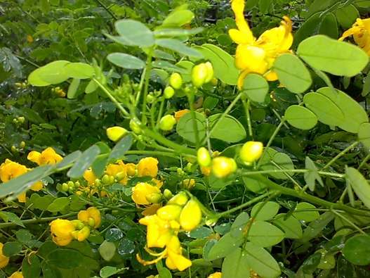 Cassia surattensis seed